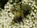 Filename=Macro.jpg
Filesize=223KiB
Dimensions=1100x836
Date added=Jan 26, 2020 Macro.jpg