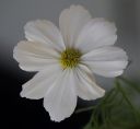 Filename=Macro_Flower.jpg
Filesize=167KiB
Dimensions=1080x998
Date added=Jan 26, 2020 Macro_Flower.jpg