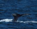 Filename=Tail_2.jpg
Filesize=250KiB
Dimensions=1466x1173
Date added=Jan 26, 2020 Tail_2.jpg