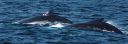 filename=mother_and_calf.jpg
filesize=149kib
dimensions=1500x525
date added=jan 26, 2020 mother_and_calf.jpg