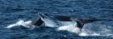 filename=mother_and_calf_-_double_dive.jpg
filesize=175kib
dimensions=1500x525
date added=jan 26, 2020 mother_and_calf_-_double_dive.jpg