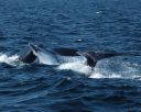 filename=mother_and_calf_-_double_dive1.jpg
filesize=284kib
dimensions=1500x1200
date added=jan 26, 2020 mother_and_calf_-_double_dive1.jpg