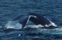 filename=tail_1.jpg
<a href= tail_1.jpg