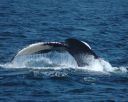 filename=tail_3.jpg
filesize=224kib
dimensions=1500x1200
date added=jan 26, 2020 tail_3.jpg