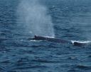 filename=whale_spray.jpg
filesize=217kib
dimensions=1500x1200
date added=jan 26, 2020 whale_spray.jpg